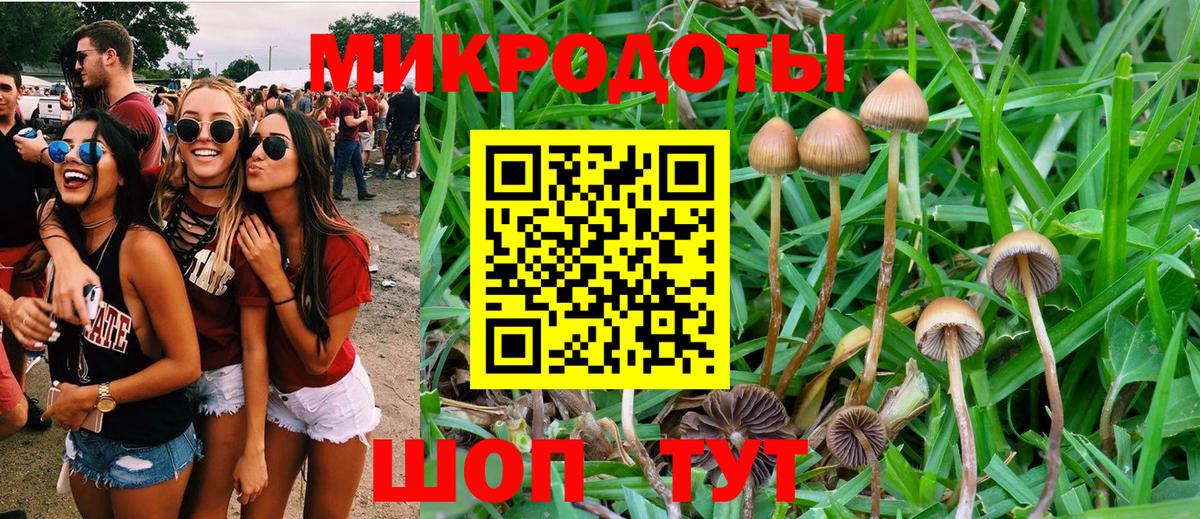 Псилоцибиновые грибы Cubensis Брянск